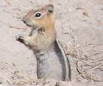 Golden mantled ground squirrel 