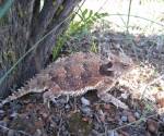 Horned lizard