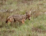 Coyote by Janice Carabine