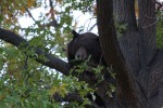 Black Bear by Johnny DeRosetti