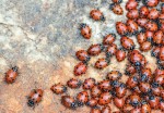 Convergent Lady Beetles by Joanne Sogsti