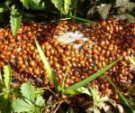 Convergent lady beetles