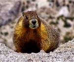 Marmot 