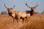 Tule Elk - Two Heads Are Better Than One - by Mike Matenosky