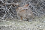 Brush Rabbit by Mike Rutty