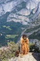 Marmot Yosemite Valley by Neil Cervenka