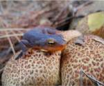 Sierra newt