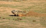 American badger by NinaJones