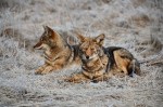 Coyotes by Paul Cardoso