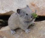 American pika