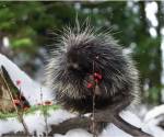 Porcupine 