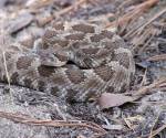 Rattlesnake