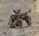 Coyote pups by Rick Kimble