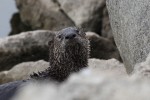 River otter by Rick Kimble