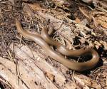 Rubber boa