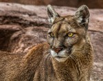 Mountain Lion by Steve Brooks