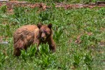 Yosemite bear by Steve Brooks