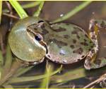 Tree frog 