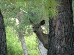 Deer by Wendy Banbury