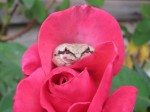 Chorus frog in a flower by Wendy Banbury
