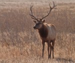 Tule elk by William Moore