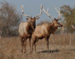 Tule Elk by William Moore