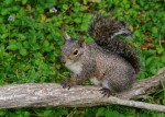 Western gray squirrel by William Moore