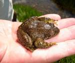 Sierra nevada yellow legged frog