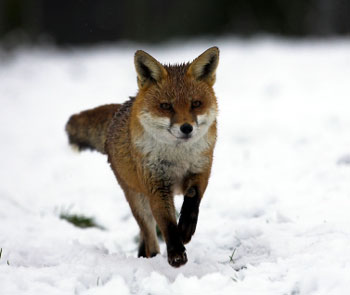 Sierra Nevada red fox, Pacific fisher, American marten, and other species