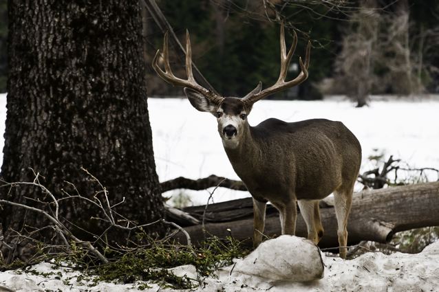 Mule Deer