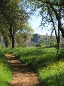 Blue oaks with Table Mountain looming in the background.