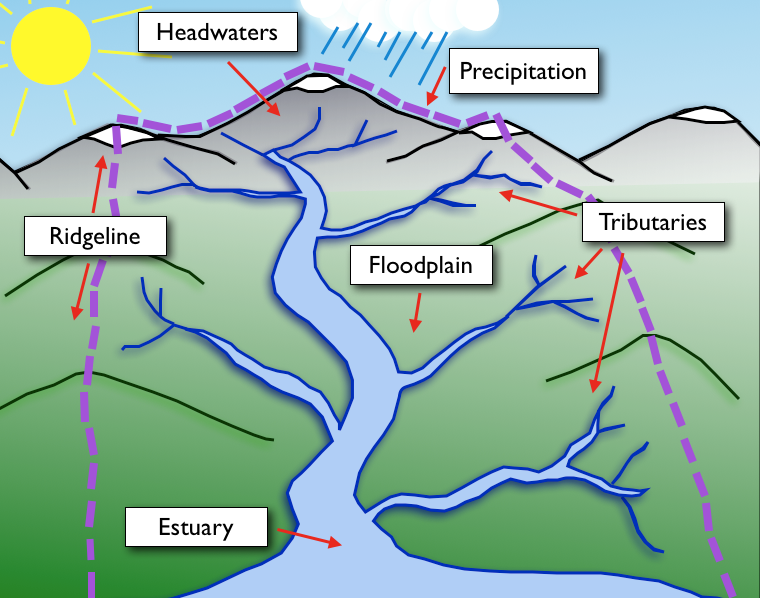 A basic sketch of a watershed's elements.