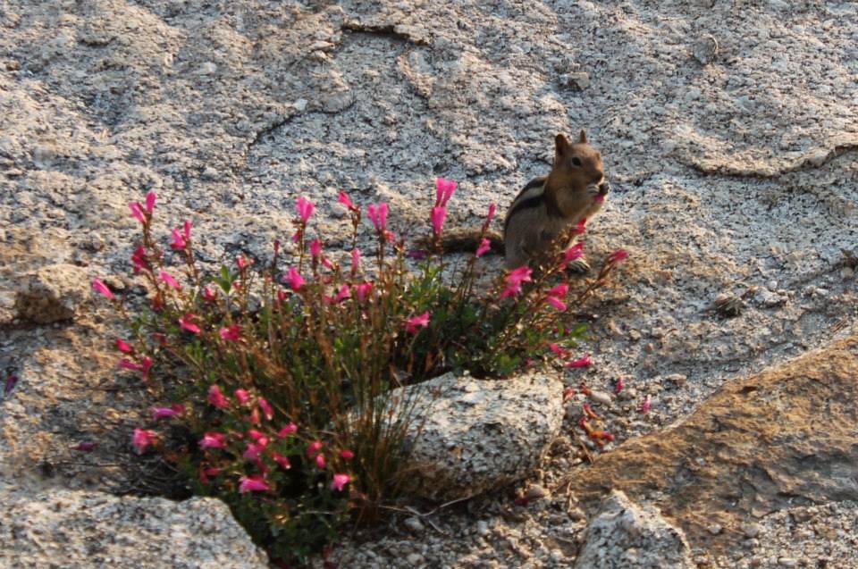 Golden-Mantled Ground Squirrel and Mountain Pride
