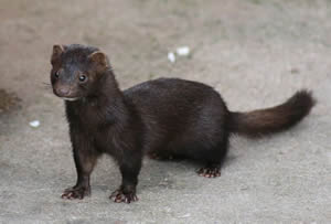 American Mink