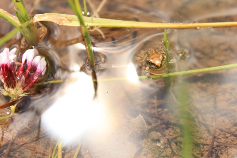 chorus frog water quality protection wildlife