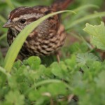 Song Sparrow