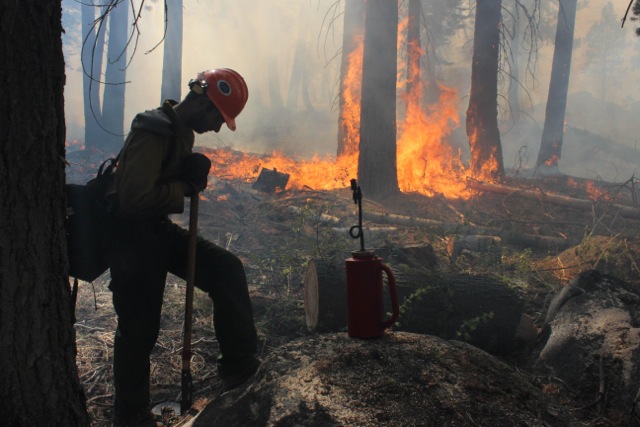 Ackerson Meadow burned in the Rim Fire