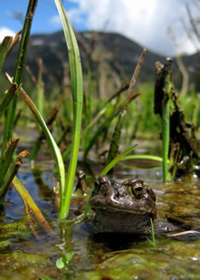 Yosemite Toad