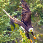 Second Prize: David Hargus Bald eagle