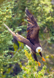 Second Prize: David Hargus Bald eagle