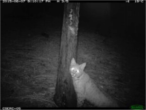 bobcat in the Rim Fire