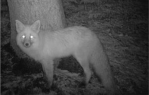 sierra nevada red fox at CSERC camera station