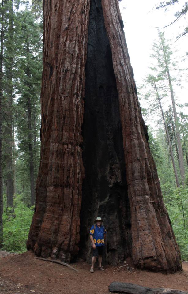 CalaverasBigTrees