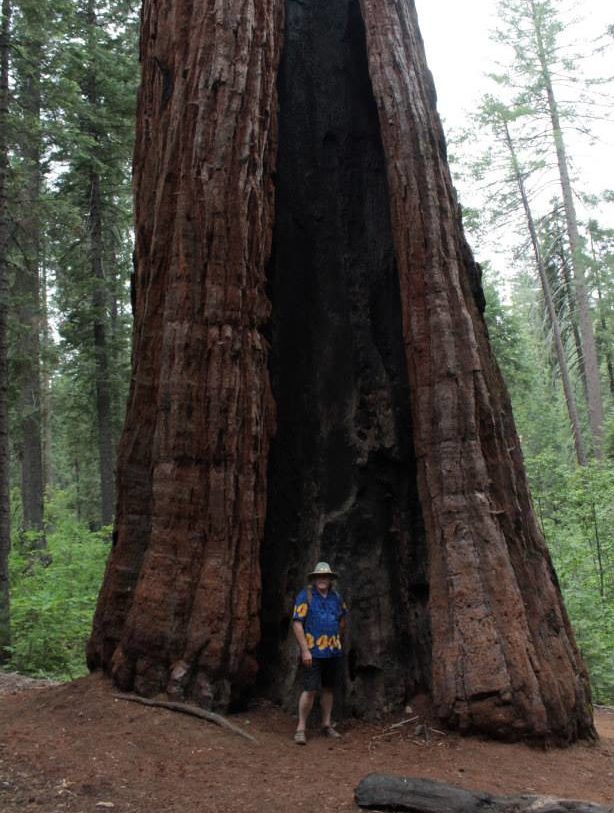 CalaverasBigTrees