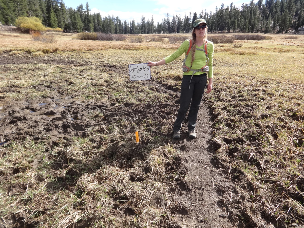 Meadow surveys pocking