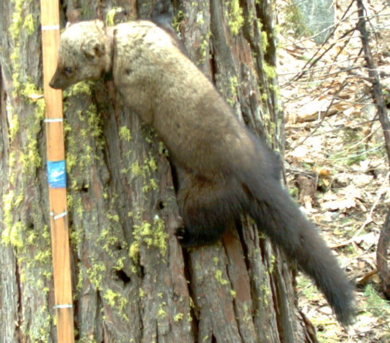 In 2011, CSERC captured a picture of a Pacific Fisher in Yosemite NP