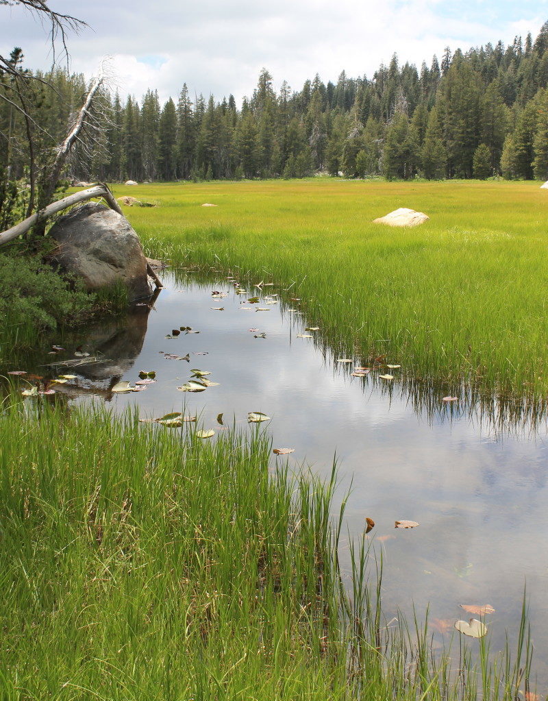 Bourland Meadow