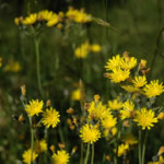Yellow hawkweed