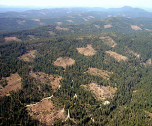 Aerial Clearcuts forests degraded