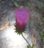 anderson thistle